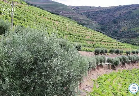 Quinta Do Monte Bravo - Douro - Quarto Duplo Gospodarstwo agroturystyczne